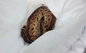 Aduanas retiene Python Rigius