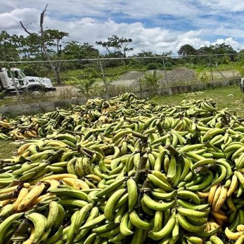 platano 1