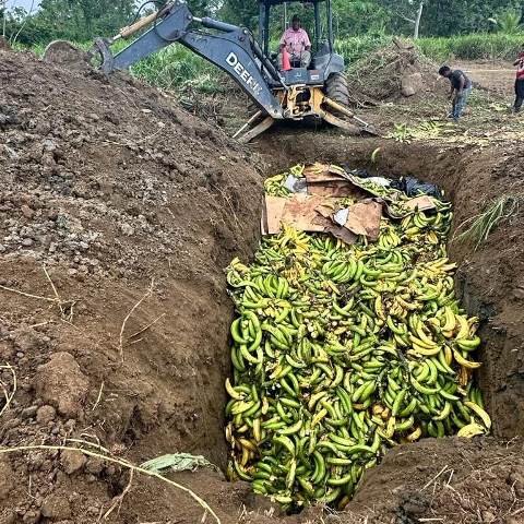 platanos 2