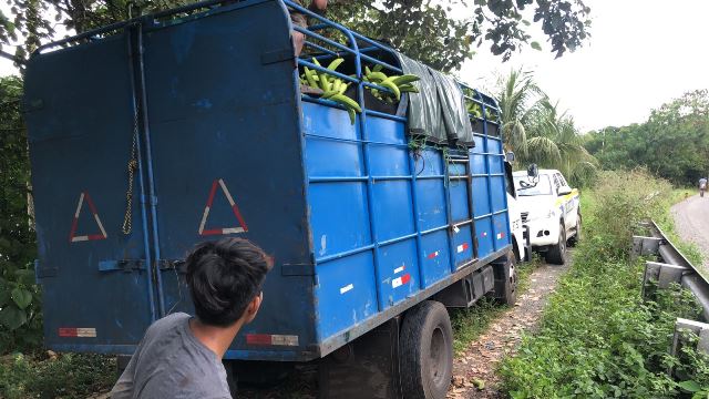 platanos bocas dpfa